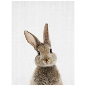 Plakát Blue-Shaker Baby Animals Rabbit, 30 x 40 cm