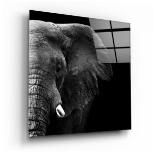 Skleněný obraz Insigne Elephant, 100 x 100 cm
