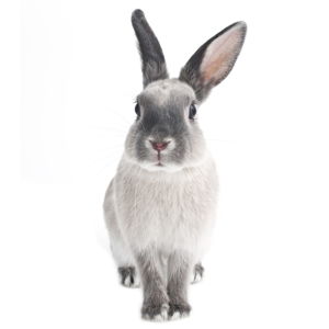 Nástěnná samolepka Dekornik Rabbit Harry, 53 x 115 cm