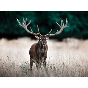 Obraz 85x113 cm Deer – Styler