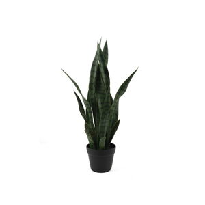 Sušená rostlina (výška 66 cm) Sansevieria – PT LIVING